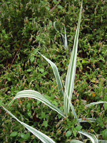 Phalaris arundinacea 'Picta'